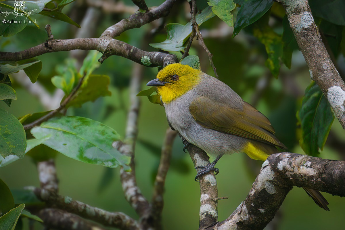 Yellow-throated Bulbul - ML643939710