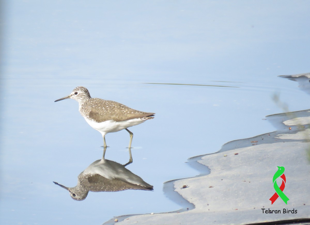 vodouš bahenní - ML643939732