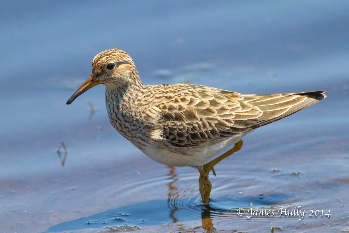 Pectoral Sandpiper - ML643939735