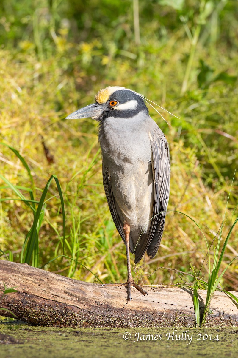 Yellow-crowned Night Heron - ML643939744