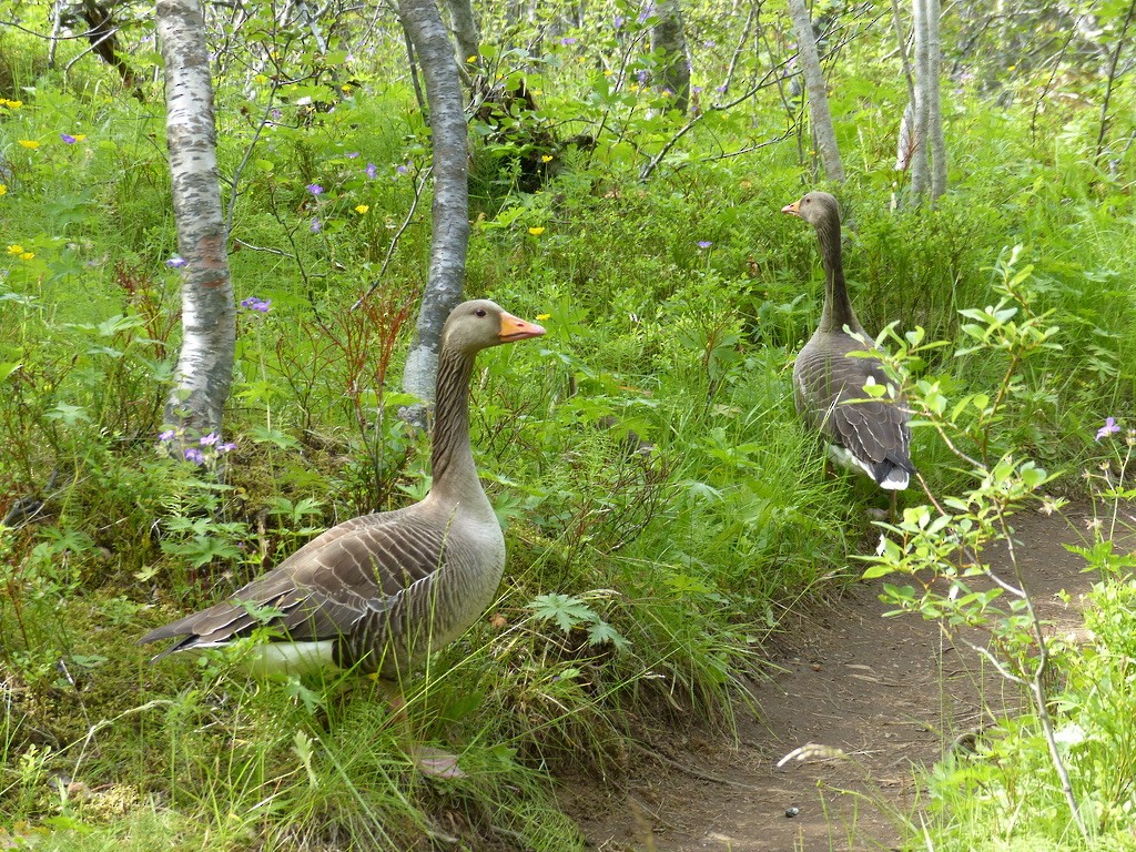 Graylag Goose (European) - ML643939746