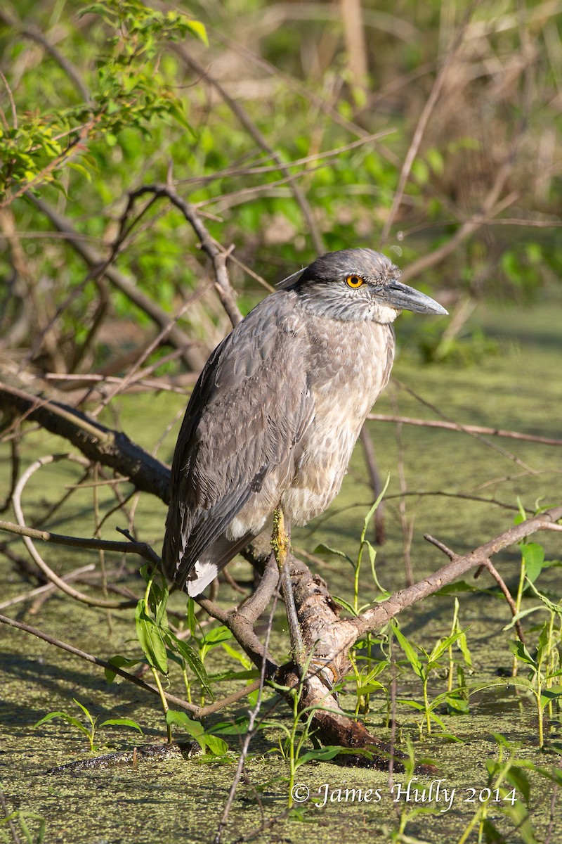 Yellow-crowned Night Heron - ML643939748
