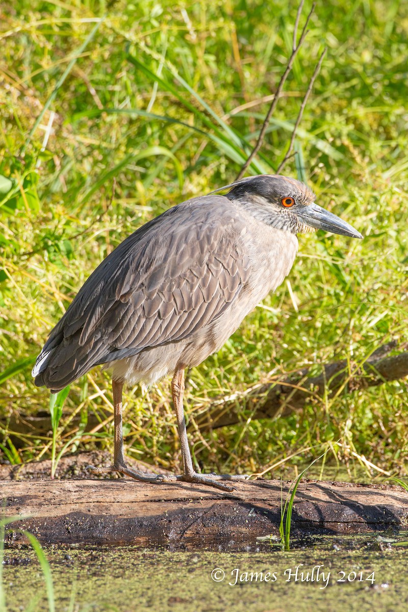 Yellow-crowned Night Heron - ML643939749
