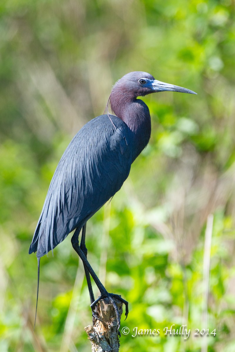 Little Blue Heron - ML643939752