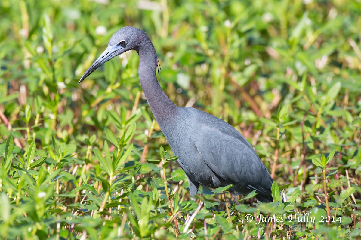 Little Blue Heron - ML643939757