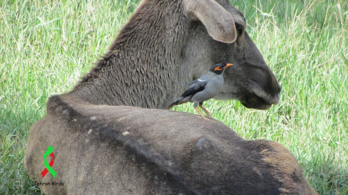 landsbystær - ML643939758