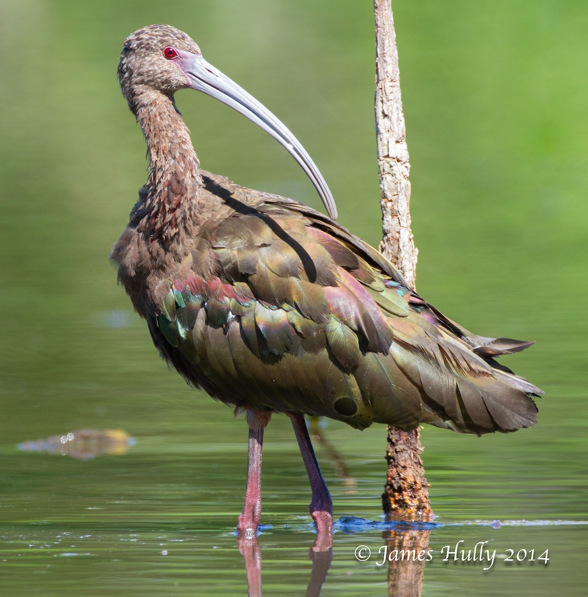 White-faced Ibis - ML643939759