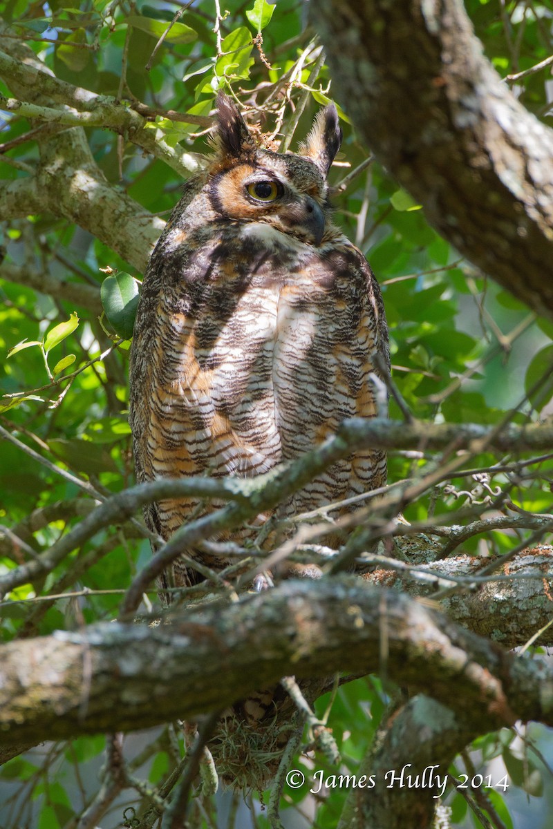 Great Horned Owl - ML643939762