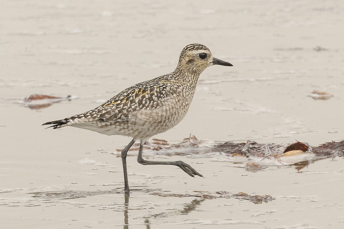 Азийн сүвээ цагаан - ML643939763