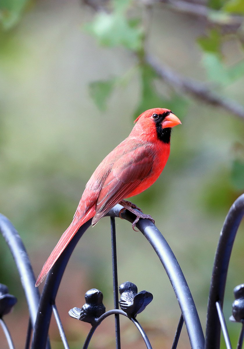 Northern Cardinal - ML643939768