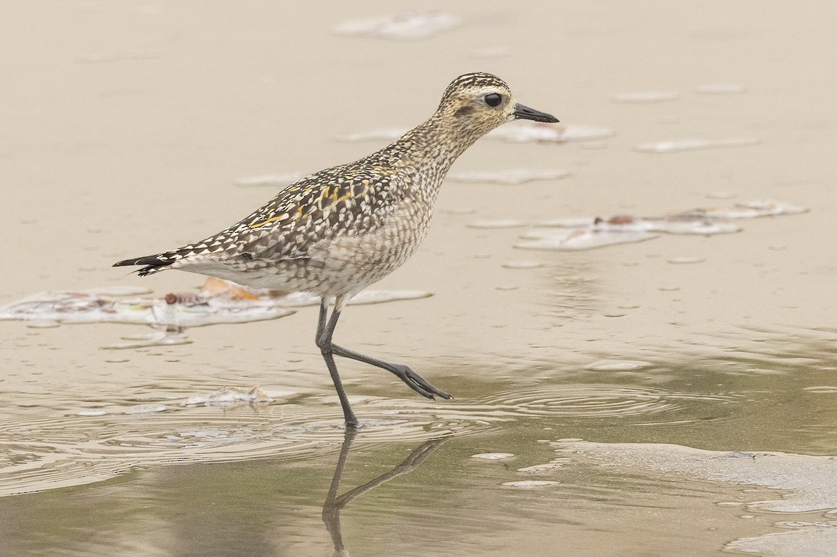 Азийн сүвээ цагаан - ML643939769