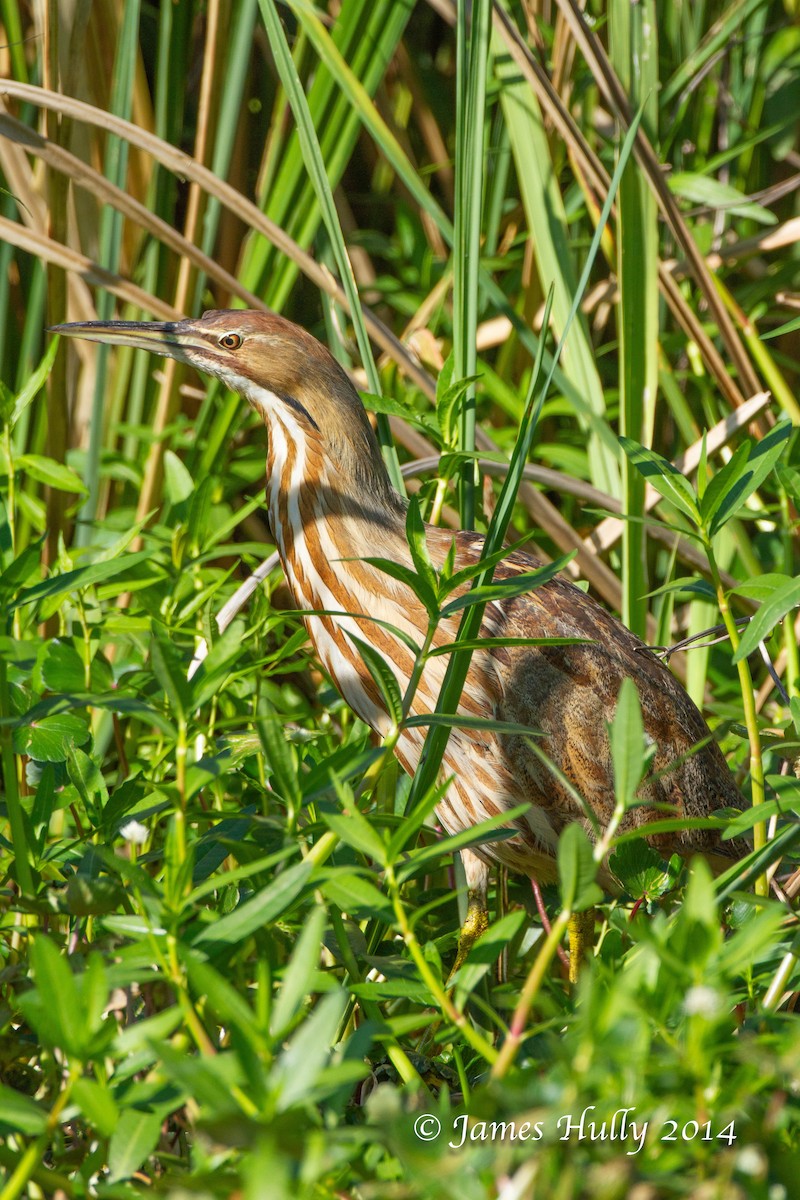 American Bittern - ML643939770