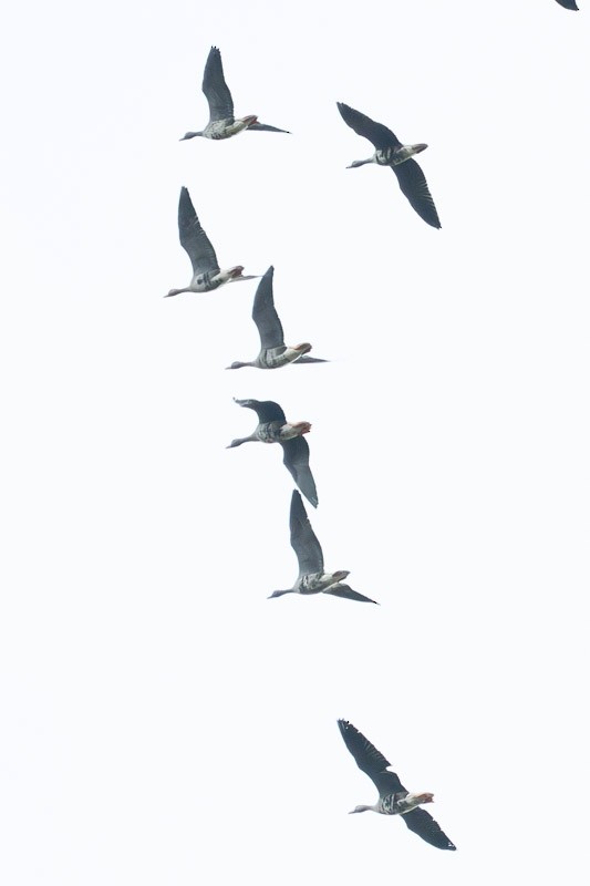 Greater White-fronted Goose - ML643939771