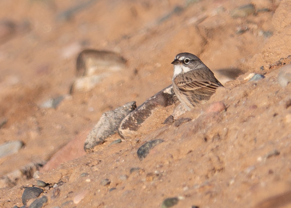 Sagebrush Sparrow - ML643939772