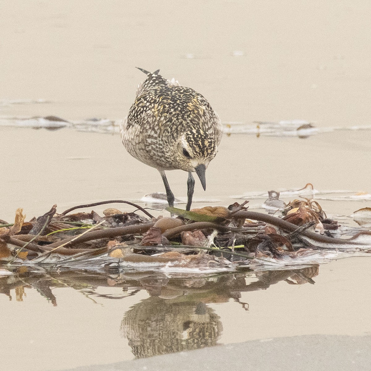Азийн сүвээ цагаан - ML643939775
