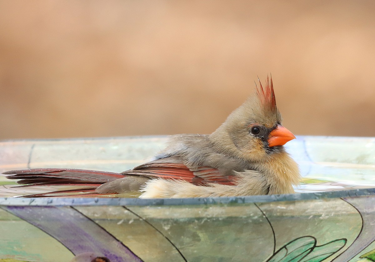 Northern Cardinal - ML643939781