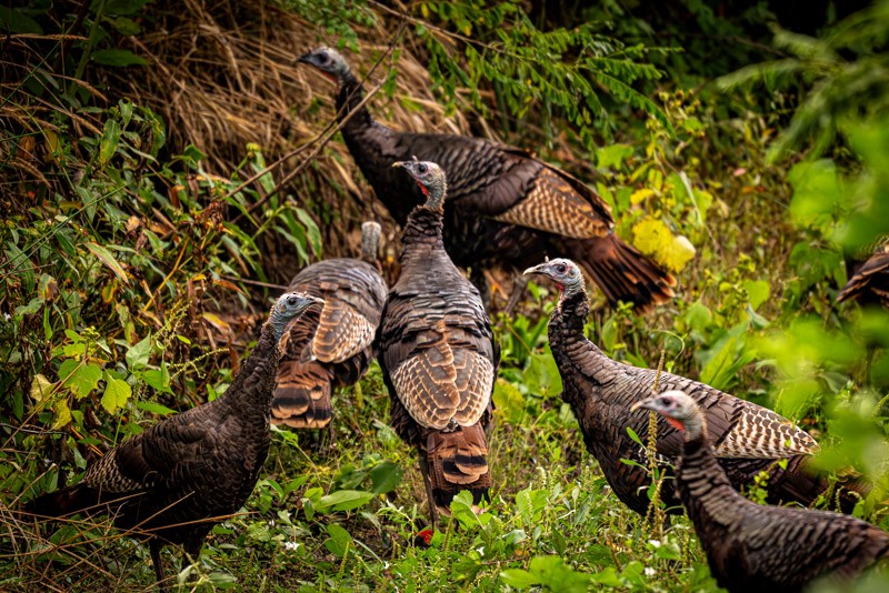 Wild Turkey - ML643939784