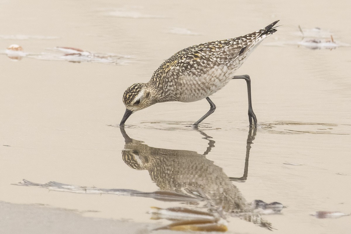 Азийн сүвээ цагаан - ML643939789