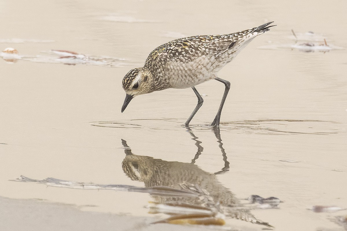 Азийн сүвээ цагаан - ML643939790