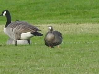 Greater White-fronted Goose - ML643939798