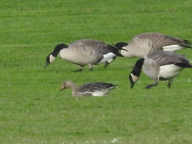 Greater White-fronted Goose - ML643939799