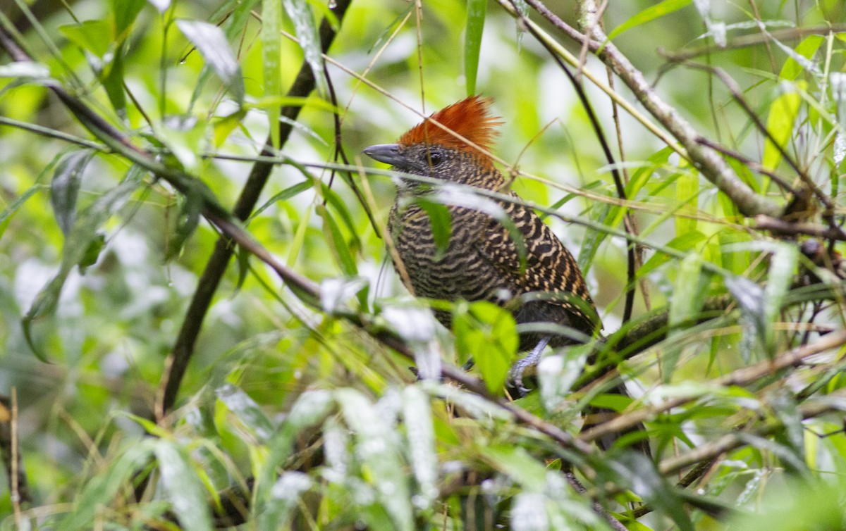 Tufted Antshrike - ML643939813
