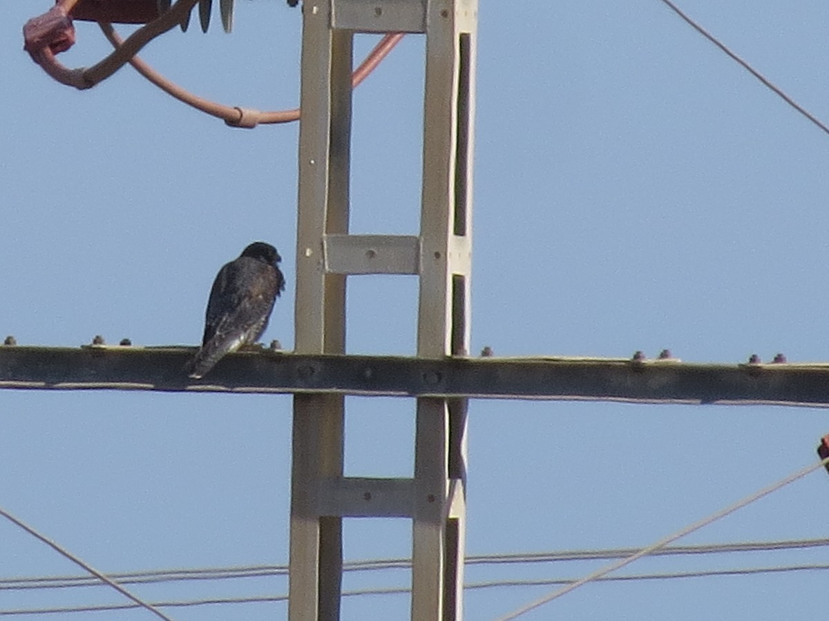 Peregrine Falcon - ML643939817