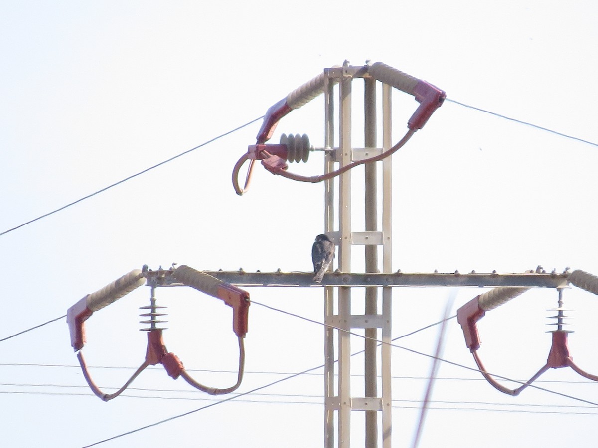 Peregrine Falcon - ML643939821