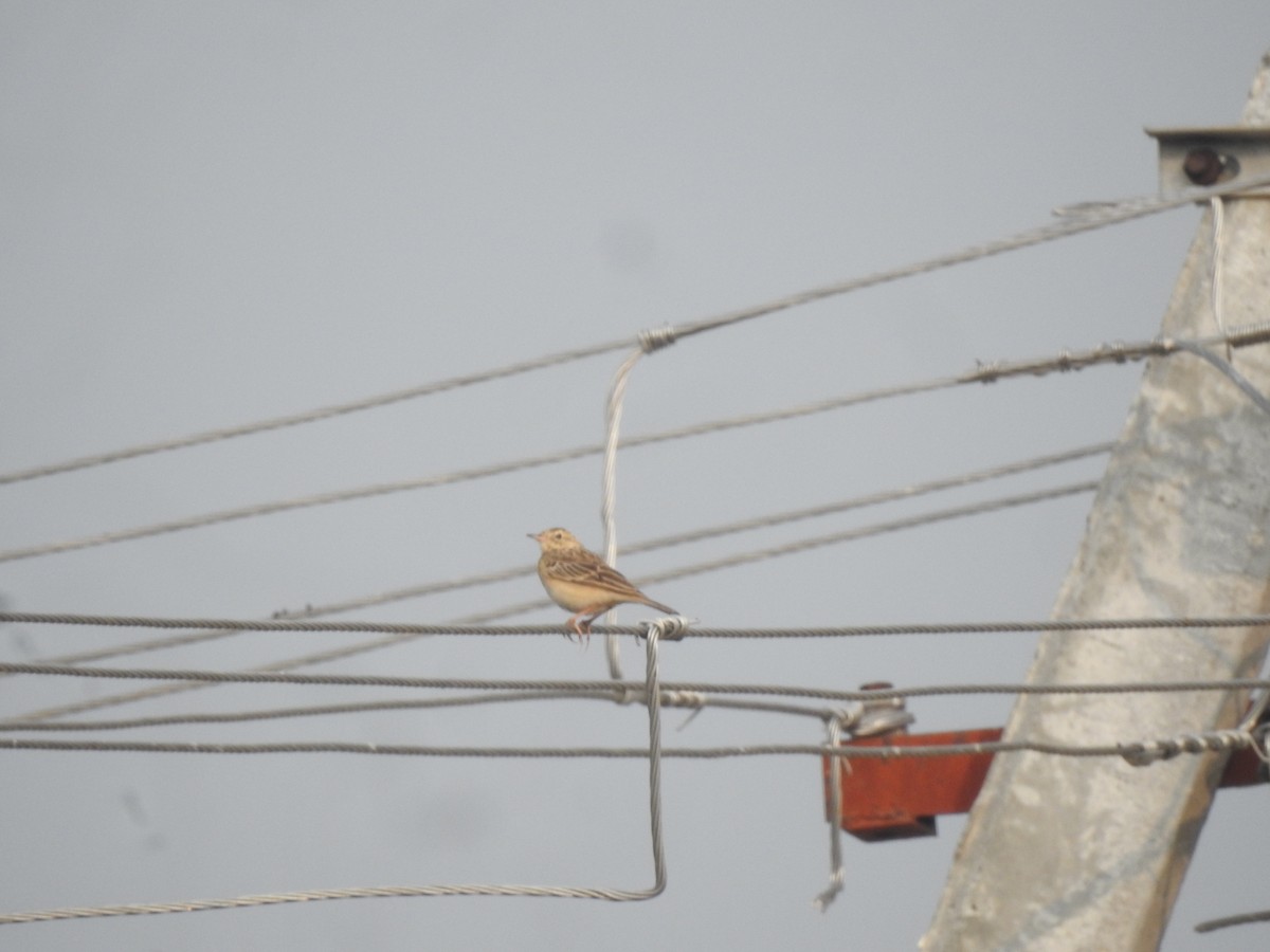 Blyth's Pipit - ML643939827