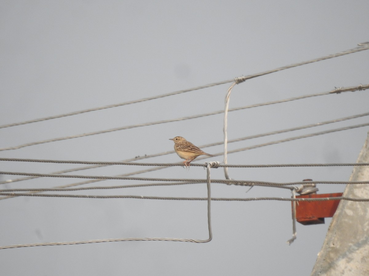 Blyth's Pipit - ML643939828