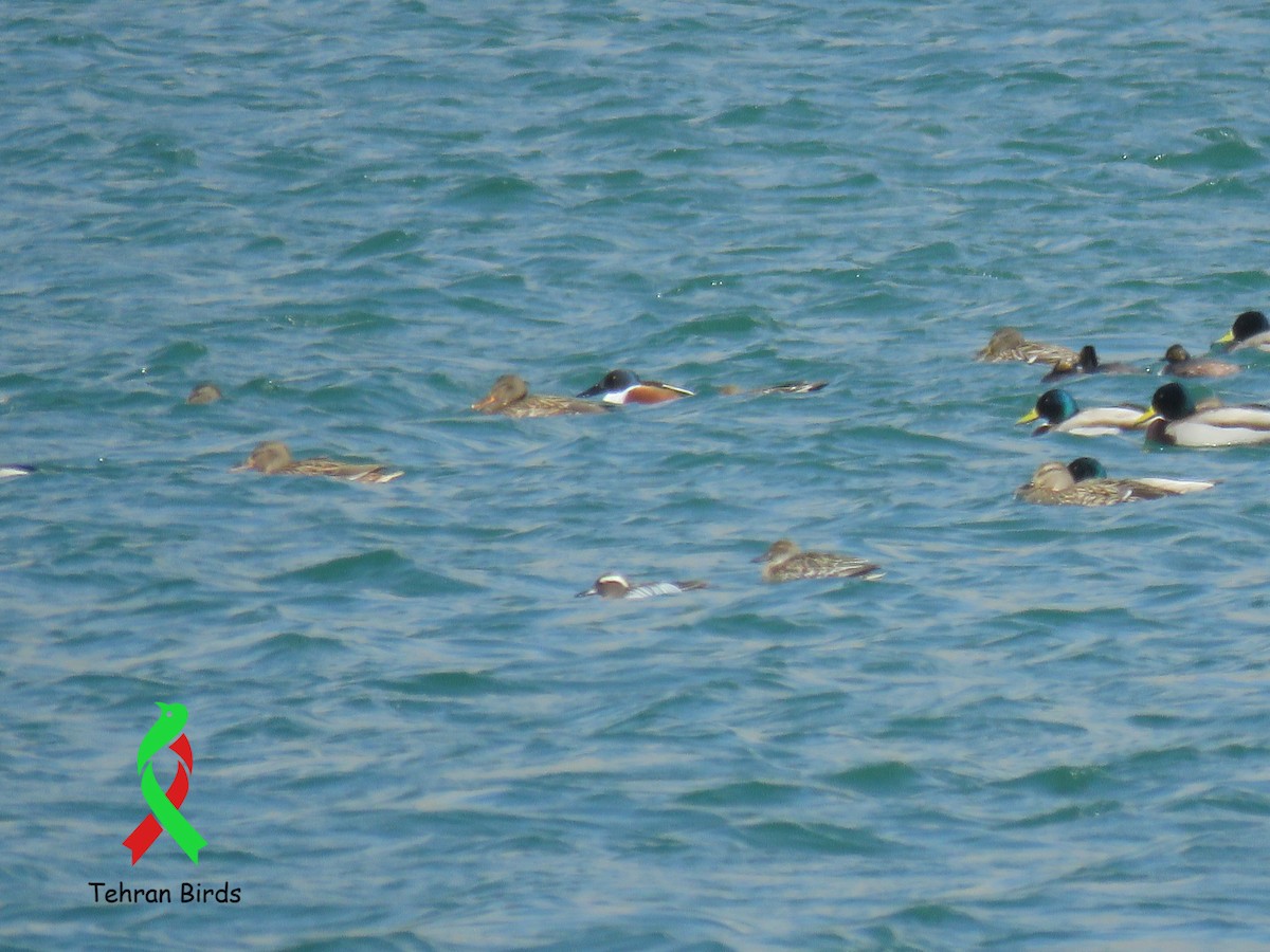 lžičák pestrý - ML643939831