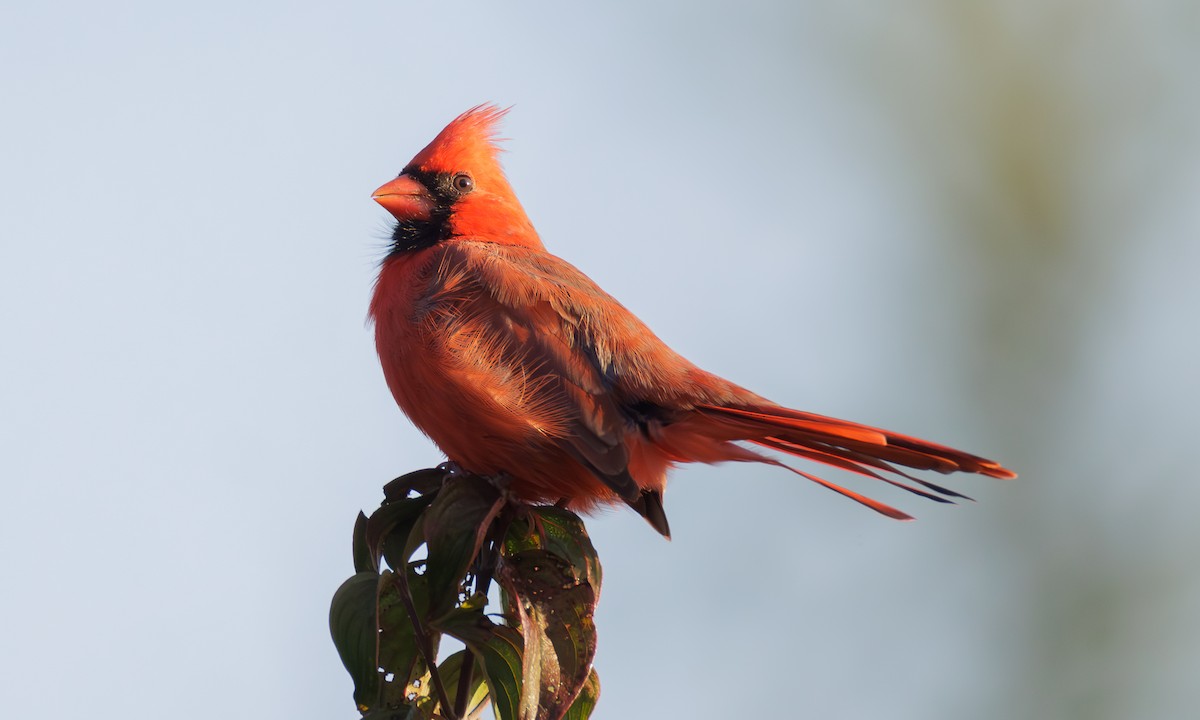 Northern Cardinal - ML643939842