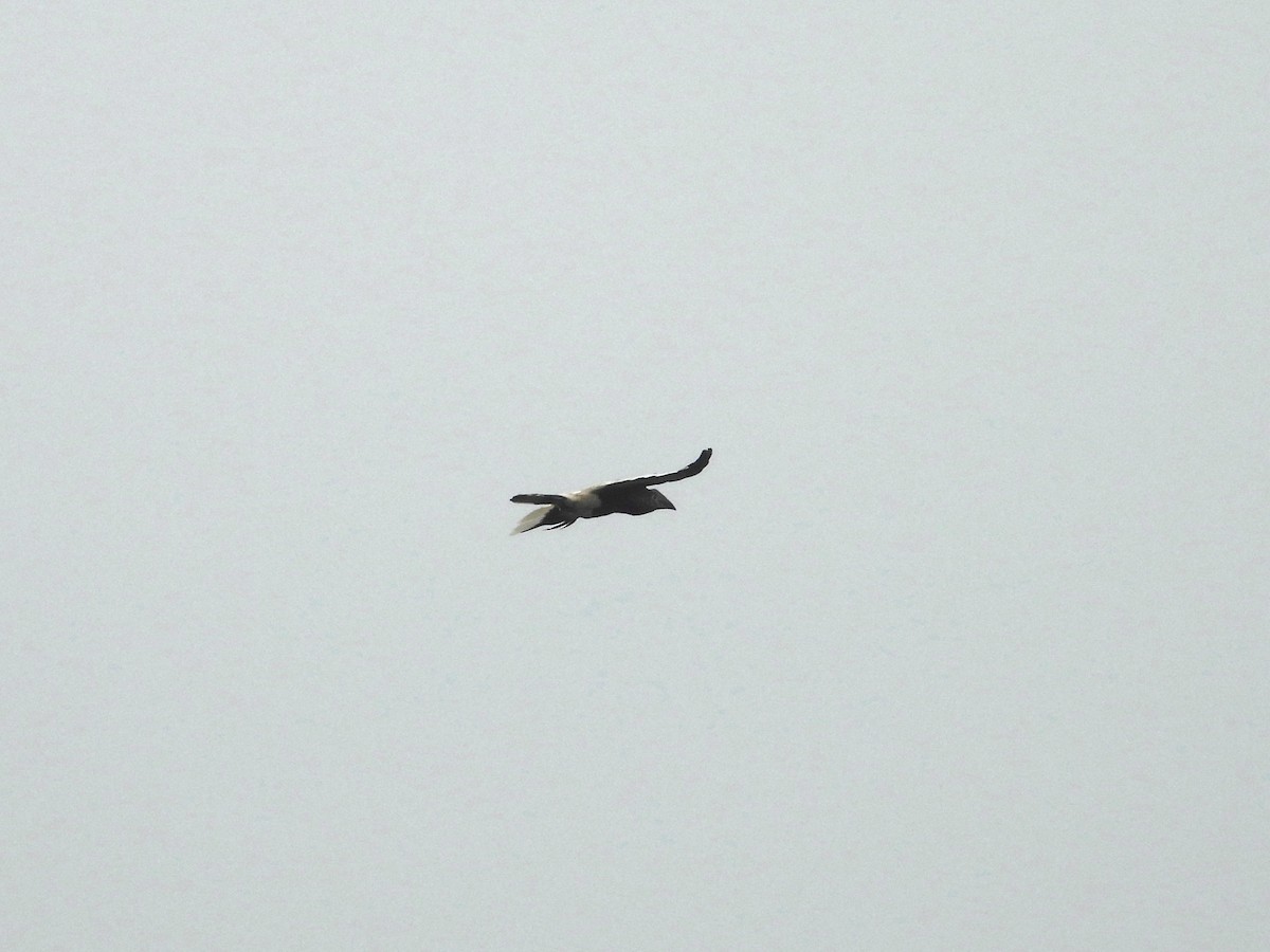 Black-and-white-casqued Hornbill - ML643939843