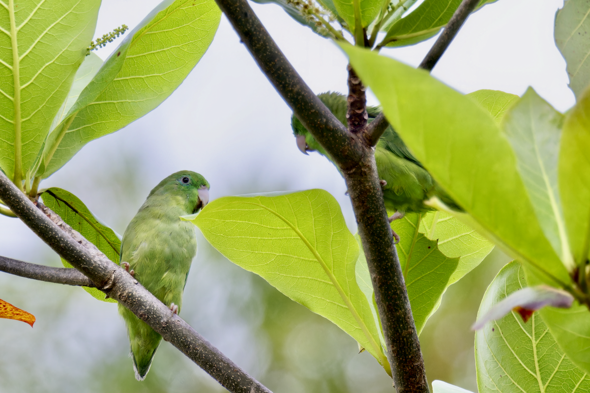 Spectacled Parrotlet - ML643939867