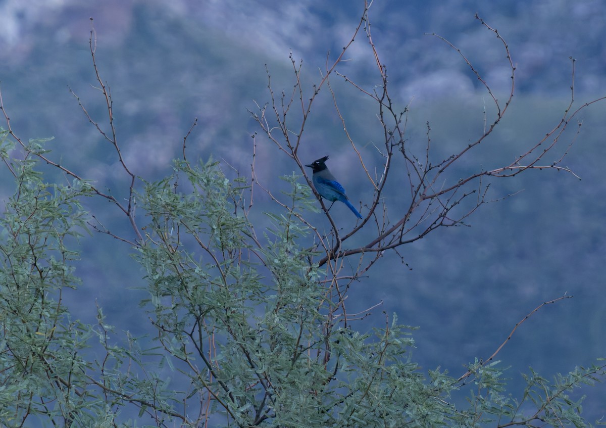 Steller's Jay - ML643939875