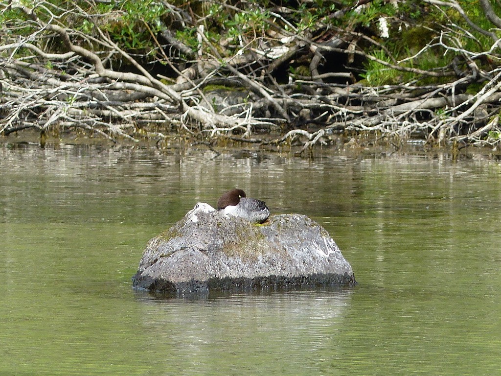 Barrow's Goldeneye - ML643939893