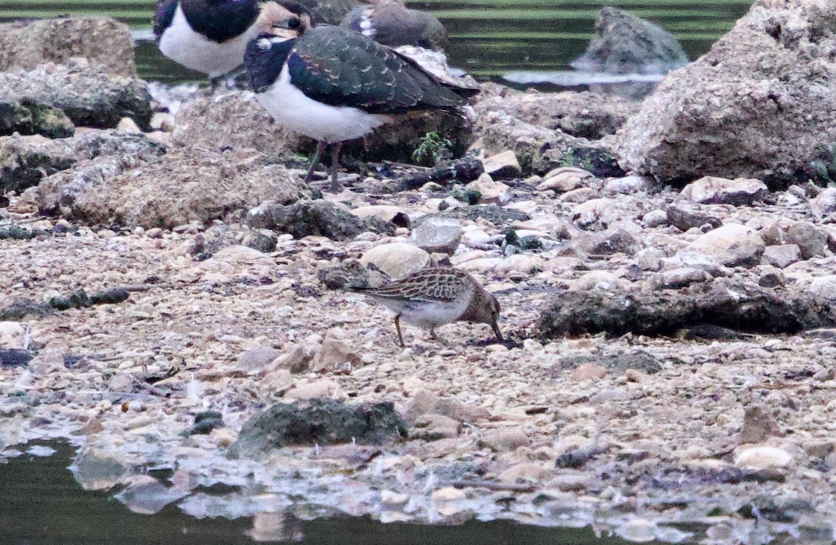 Pectoral Sandpiper - ML643939895