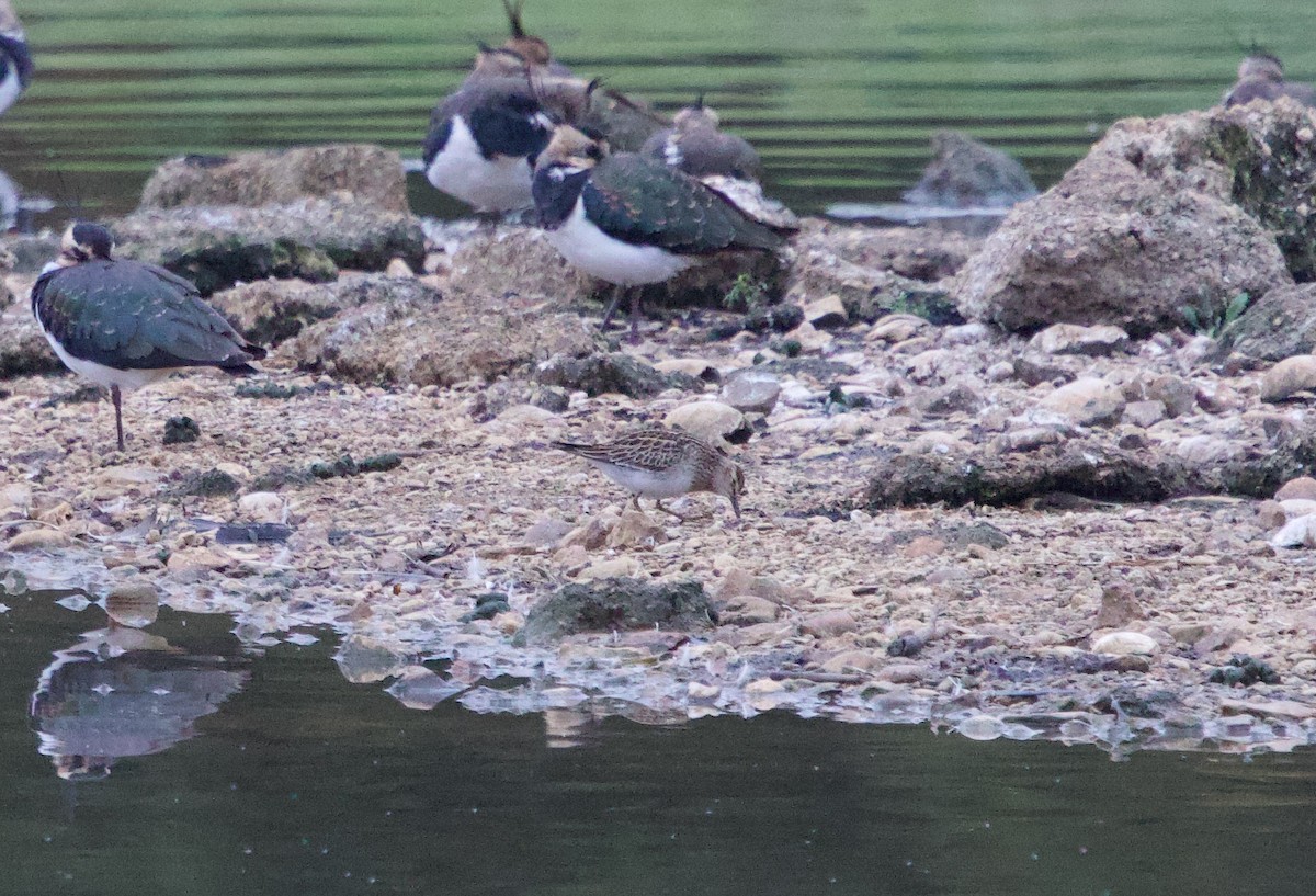 Pectoral Sandpiper - ML643939896