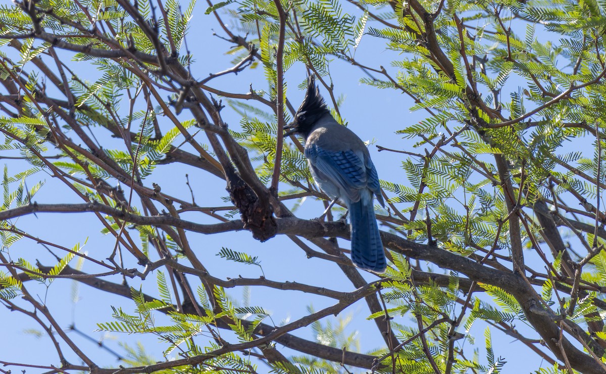 Steller's Jay - ML643939903