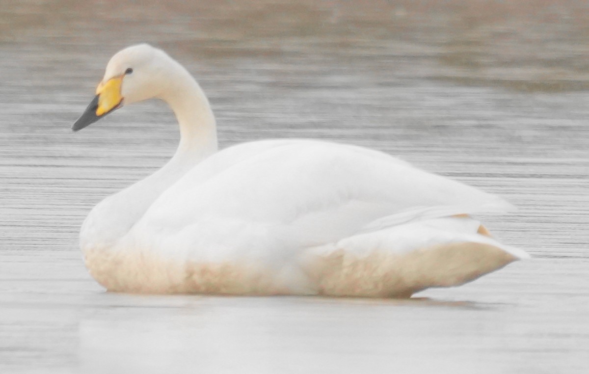 Whooper Swan - ML643939904