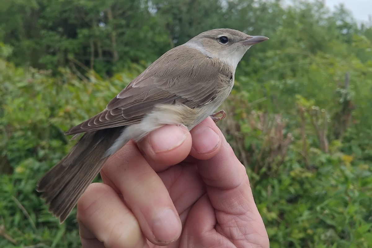 Garden Warbler - ML643939915