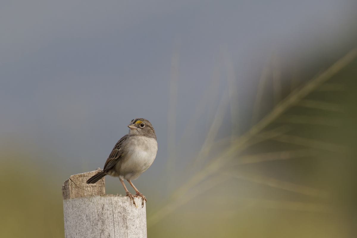 Grassland Sparrow - ML643939919