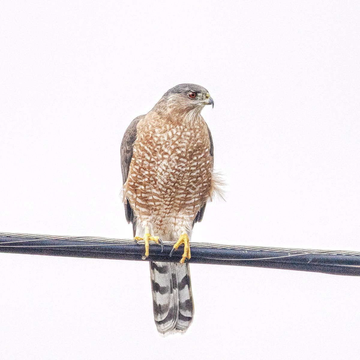 Cooper's Hawk - ML643939924