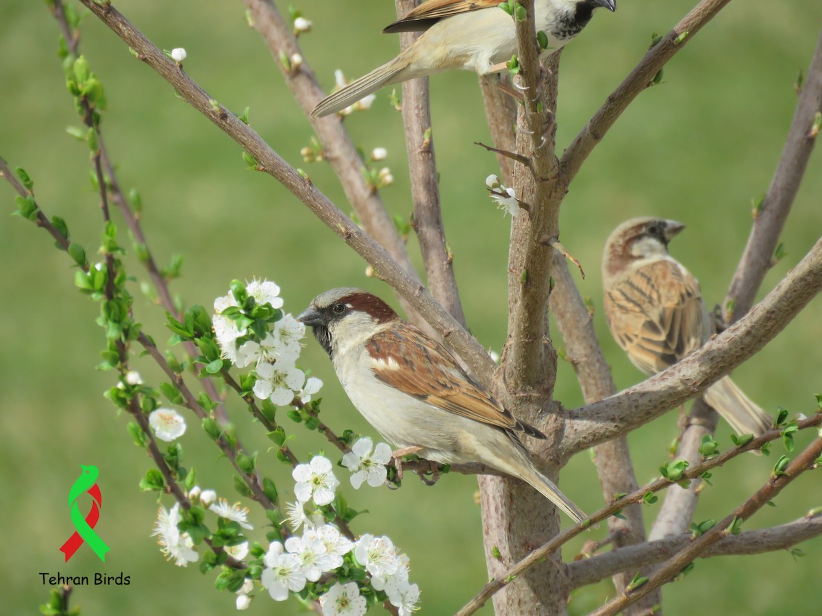 vrabec domácí - ML643939935