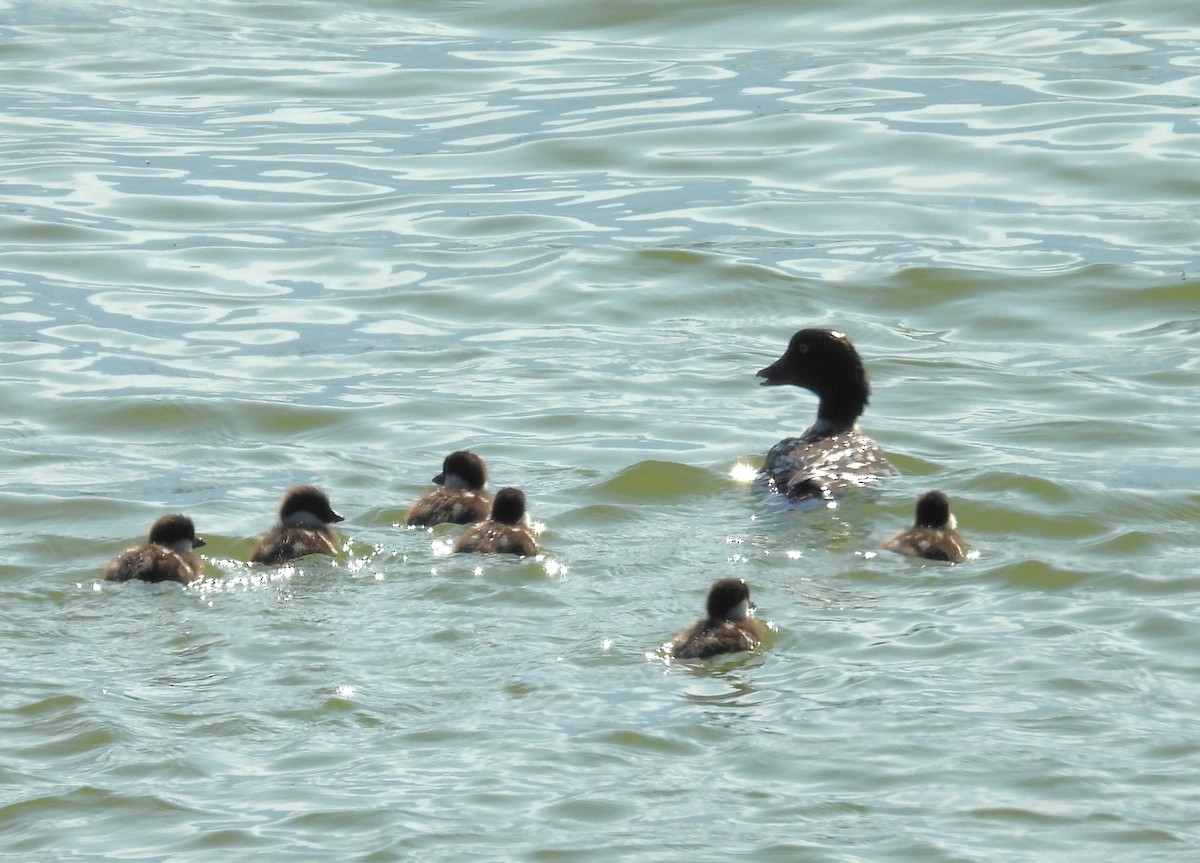 Barrow's Goldeneye - ML643939943
