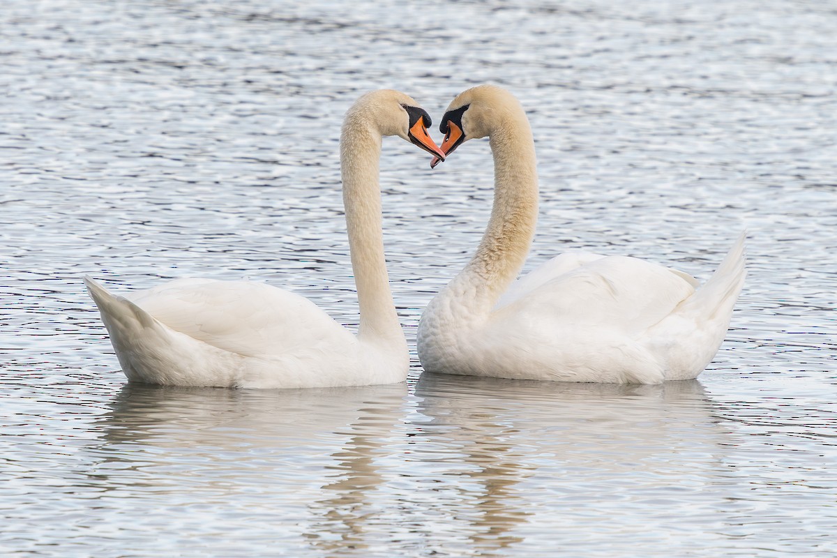 Mute Swan - ML643939948