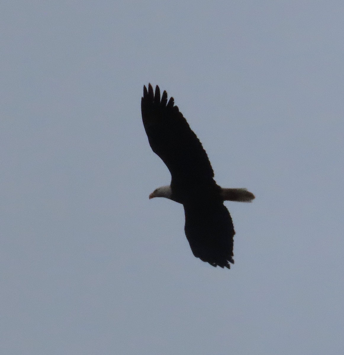 Bald Eagle - ML643939950