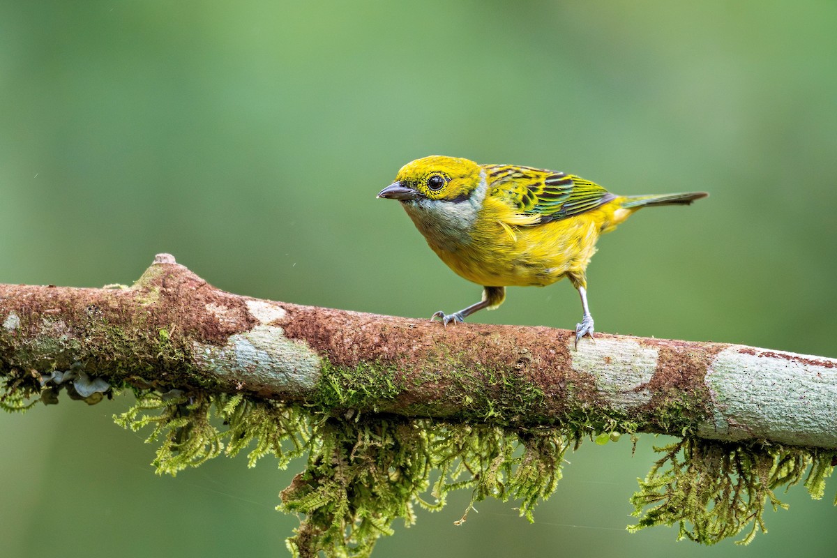 Silver-throated Tanager - ML643939957