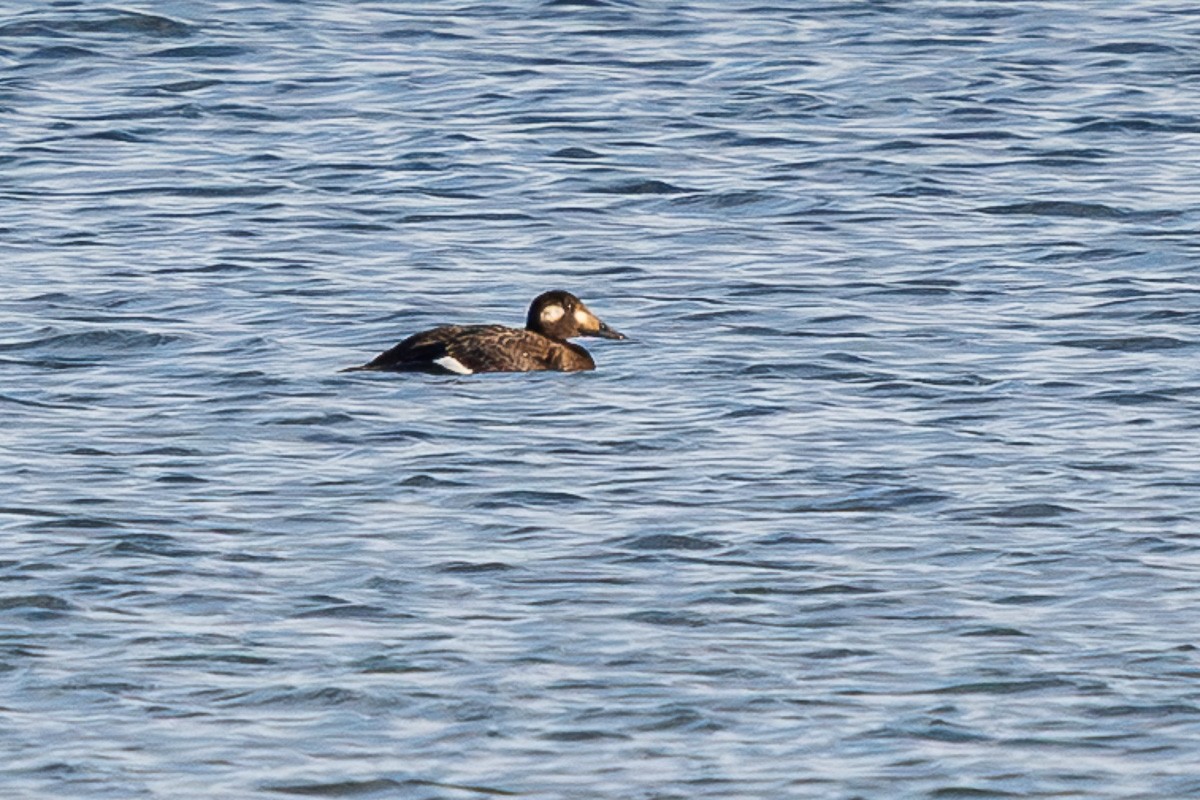 White-winged Scoter - ML643939958