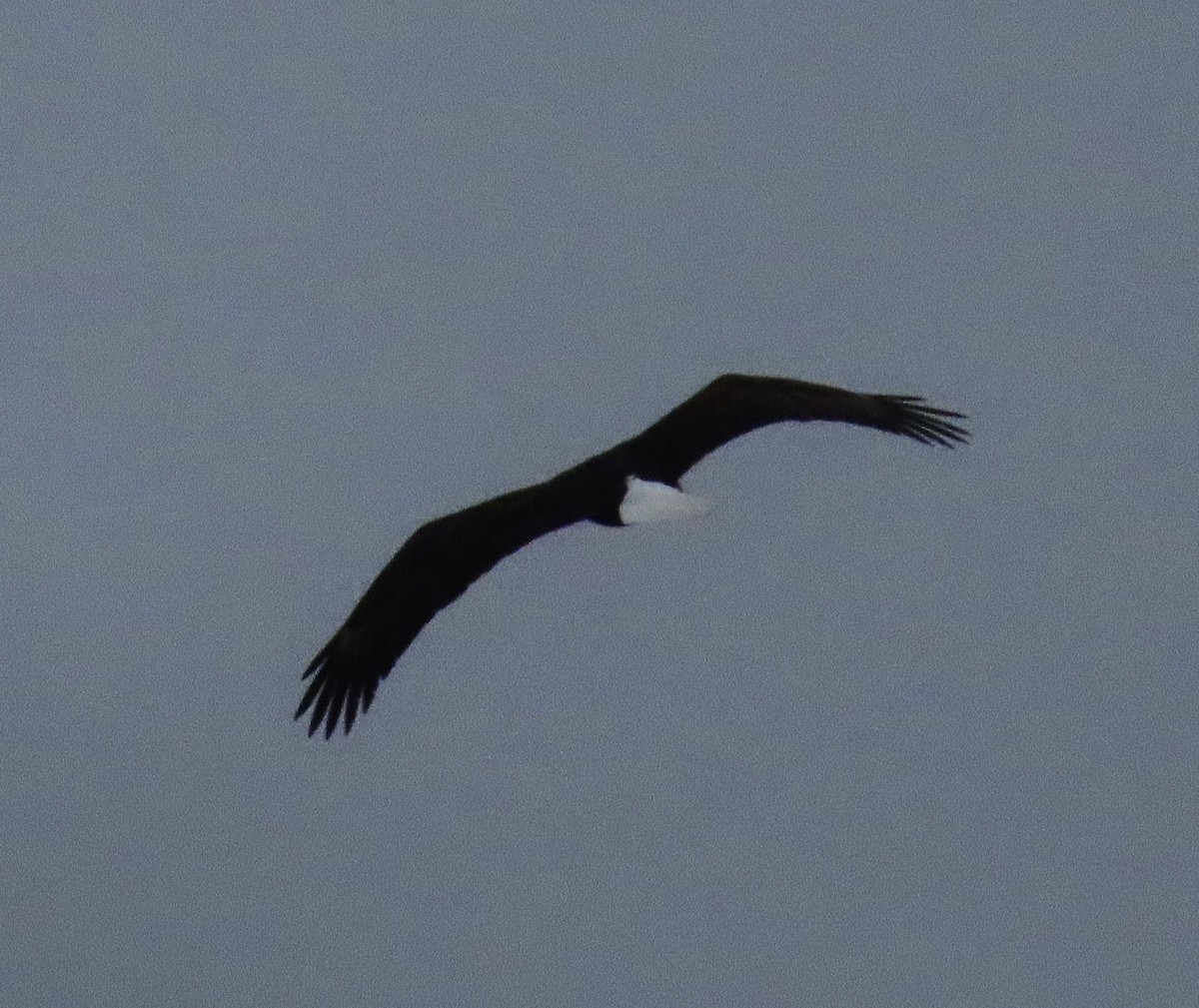 Bald Eagle - ML643939959
